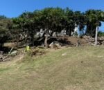 Spring Clean Round 1 – Cleared Brush