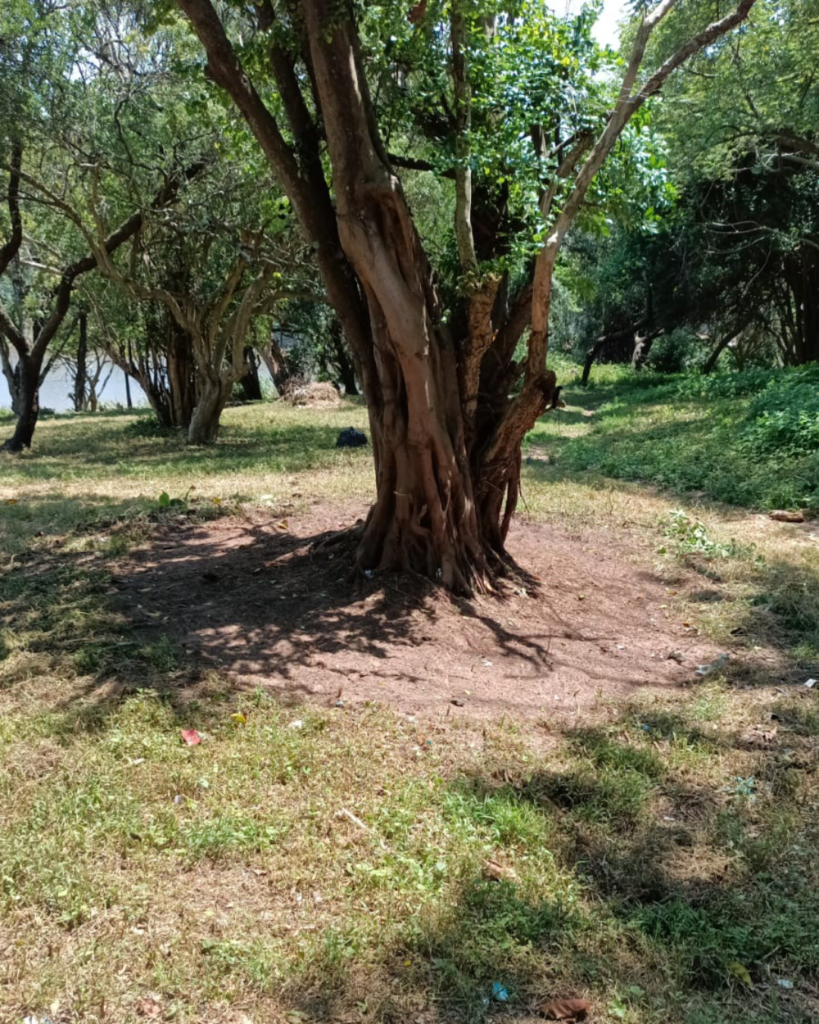 Scottburgh Community Park Project - Work in Progress